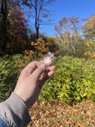 A small piece of litter found at Camp Creek Overlook on the Blue Ridge Parkway. This wrapped peppermint was in the parking lot of this overlook.