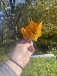 A red maple tree leaf found at an unnamed overlook on the Blue Ridge Parkway in Newland, North Carolina. The leaf is mostly orange