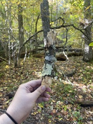 A piece of a tree branch found at Flat Rock Parking Overlook on the Blue Ridge Parkway. The branch is covered in lichen.