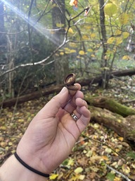 A full northern red oak tree acorn and an atached acorn cap found at Flat Rock Parking Overlook on the Blue Ridge Parkway.